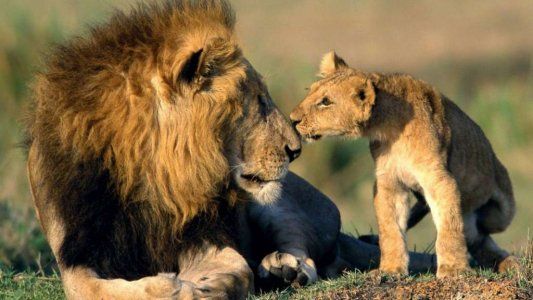 La sangrienta muerte de un cazador furtivo en Sudáfrica