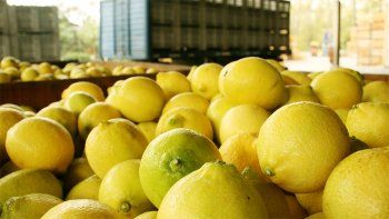 Por falta de personal, productores del Norte reducen la actividad y apuntan contra los planes sociales