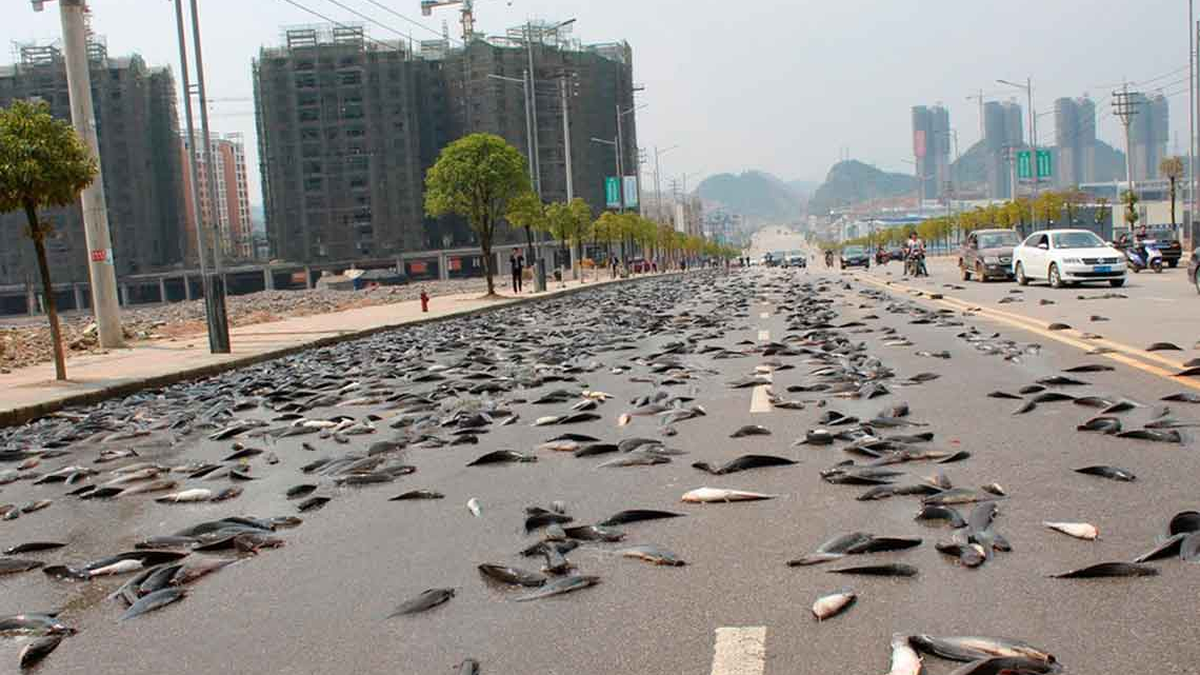 El país donde sucede la lluvia de peces: la bendición para los habitantes y su exclusividad en el mundo