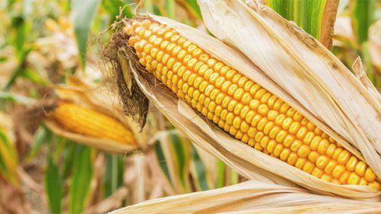 Las lluvias, una buena noticia para la campaña del maíz