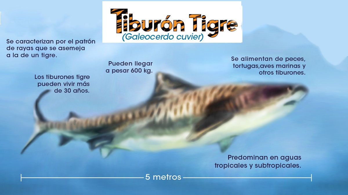 Espeluznante el video que muestra cómo un tiburón se devora a un turista