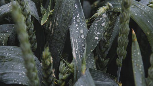 Vuelve al frío y alertan por riesgo de nuevas heladas: cuáles zonas deben estar alerta