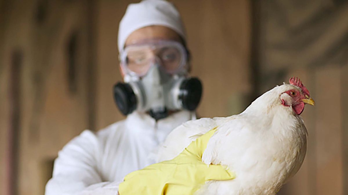 Gripe aviar: hasta el momento, se detectaron 11 casos en la Argentina (Foto: AP).