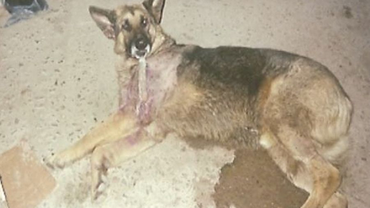 ¿Quién fue Chonino? La historia del ovejero alemán por el que se conmemora el Día del Perro