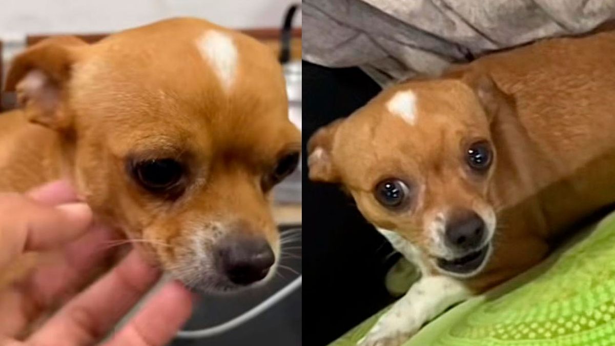 Pascual el perro traidor que conquista las redes: cariñoso o furioso, depende de un detalle muy especial