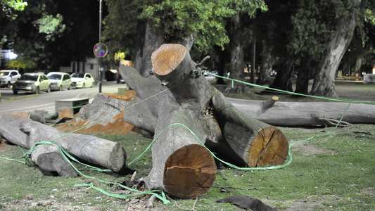 San Telmo: vecinos denuncian que talaron 70 árboles para la obra del Metrobus del Bajo