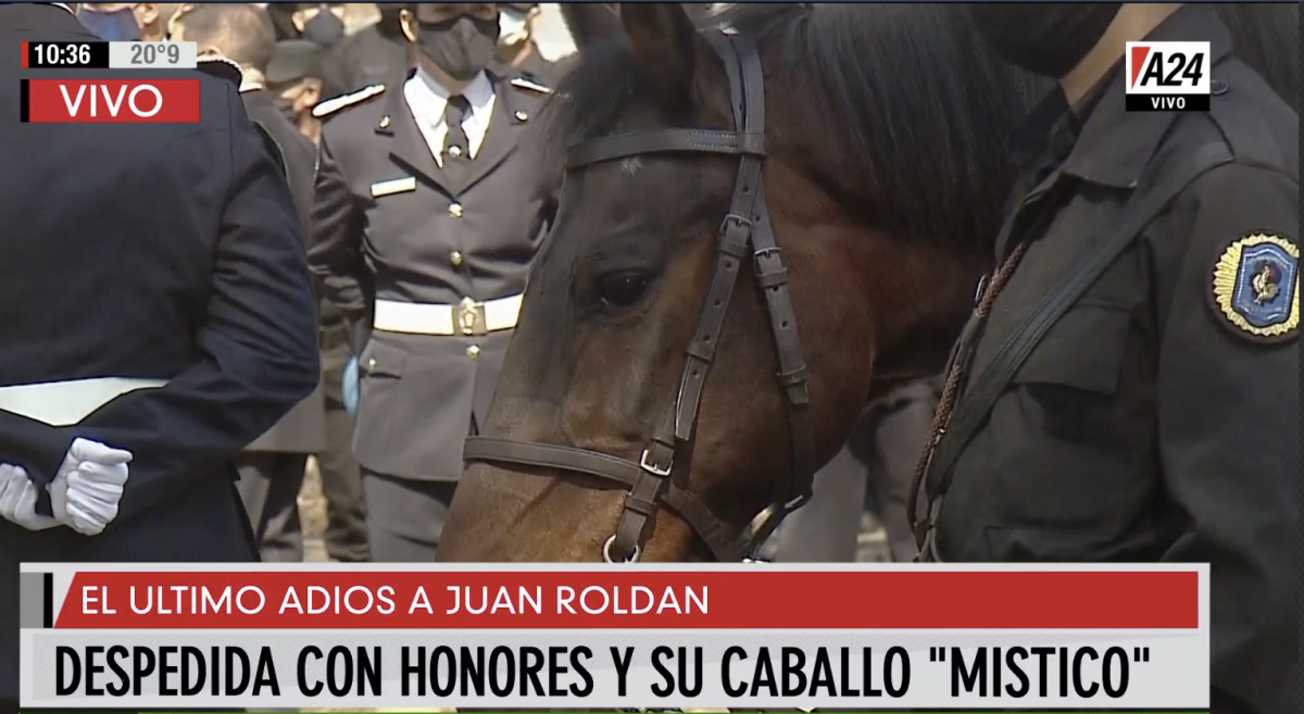 La historia de Místico, el caballo de Juan Roldán, el policía asesinado: así presenció su despedida