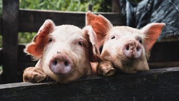 Alerta epidemiológica por un brote de triquinosis en la provincia de Buenos Aires
