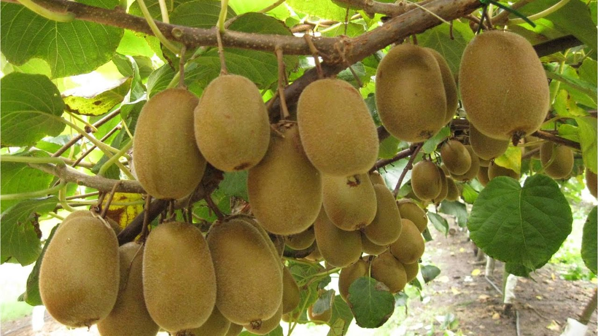 Oro verde: la fruta que produce m&aacute;s col&aacute;geno y ayuda a bajar de peso