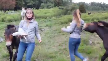 Agustina Lucero, periodista y novia de Gonzalo Vázquez, la pasó mal en Tandil con un burro