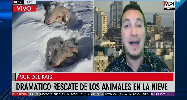 Dramático rescate de animales por las intensas nevadas en el sur