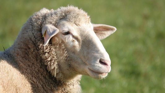 Piden la prórroga de la Ley Ovina tras 20 años de vigencia