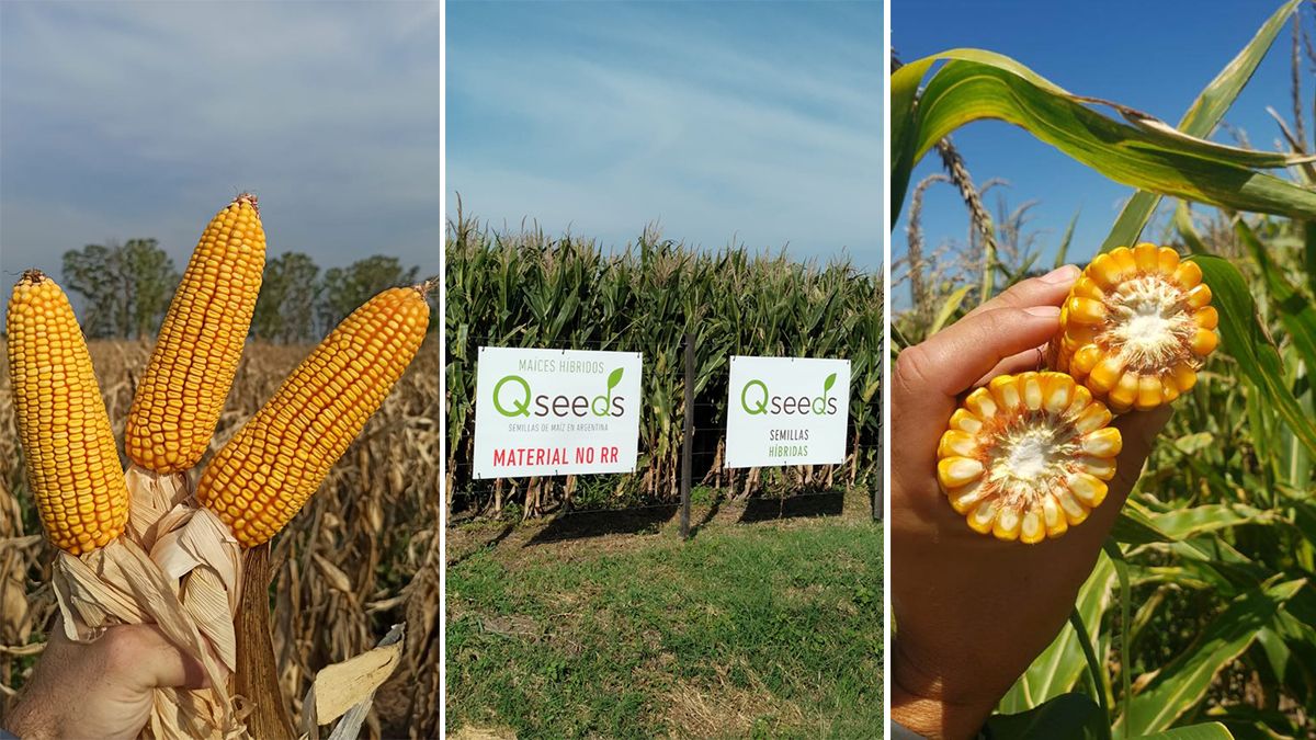 Las semillas en maíz y sorgo