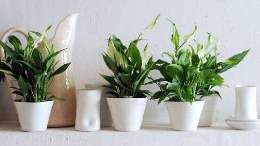 Diez plantas de interior con poca luz para el hogar