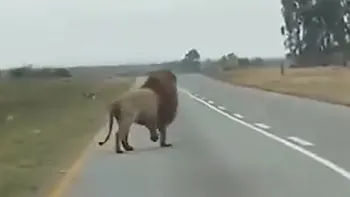 Sudáfrica: un león se escapó de un camión en movimiento y caminó por la ruta