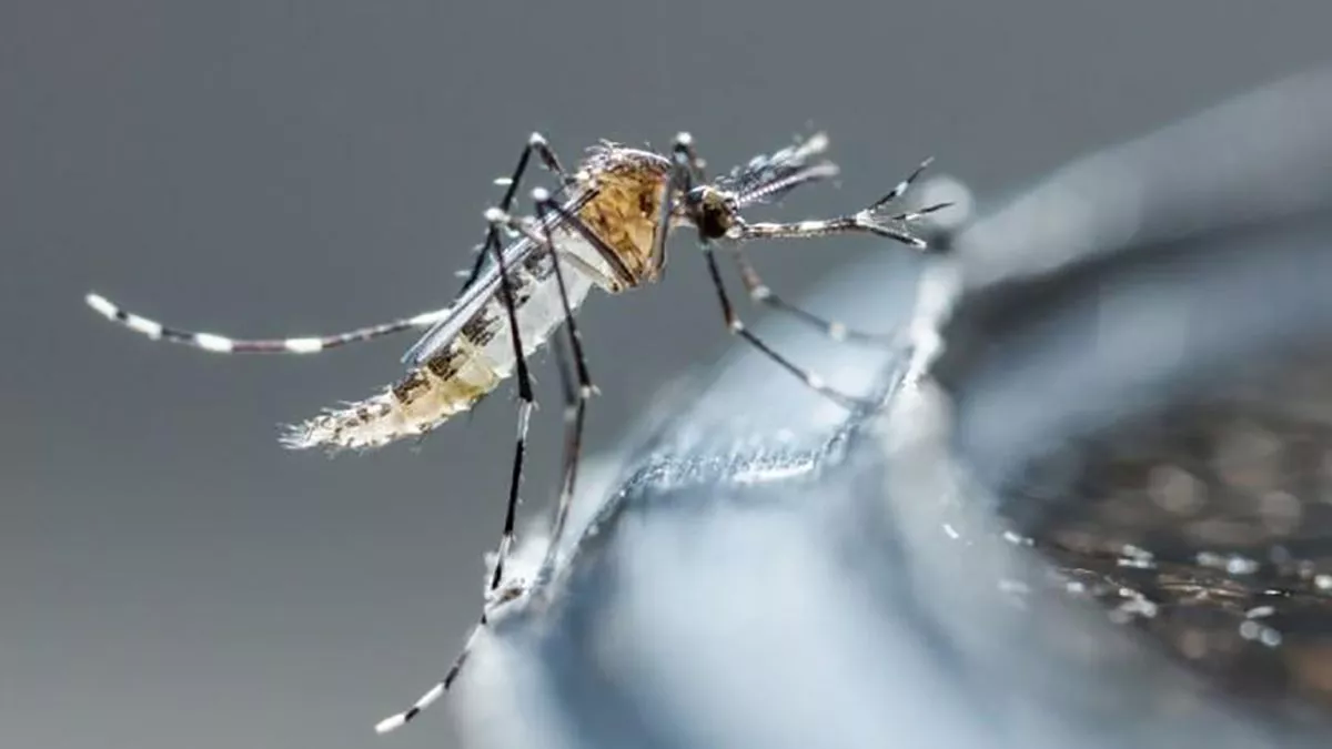 Dengue: ANMAT aprobó una vacuna japonesa. (Foto: archivo).