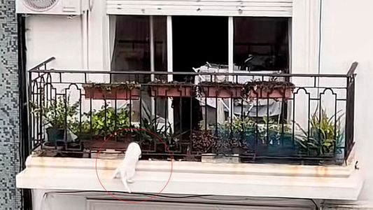 El video viral que generó pánico en las redes por mascota que quedó en la cornisa del balcón