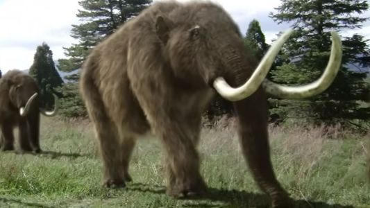 Desextinción y ADN, las claves para la fabulosa aventura de volver a la vida al mamut