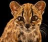 Descubrieron una nueva especie de gato: ¿puede estar en Argentina?