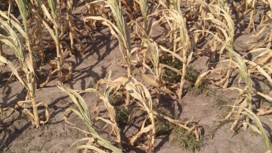 Cosecha en riesgo: estiman que las pérdidas económicas por la sequía podrían ser del 1% del PBI