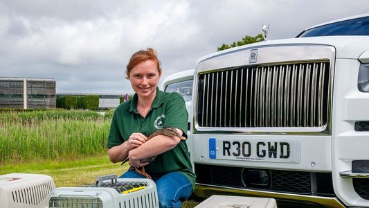 Rolls-Royce adopta familia de 7 patitos huerfanos