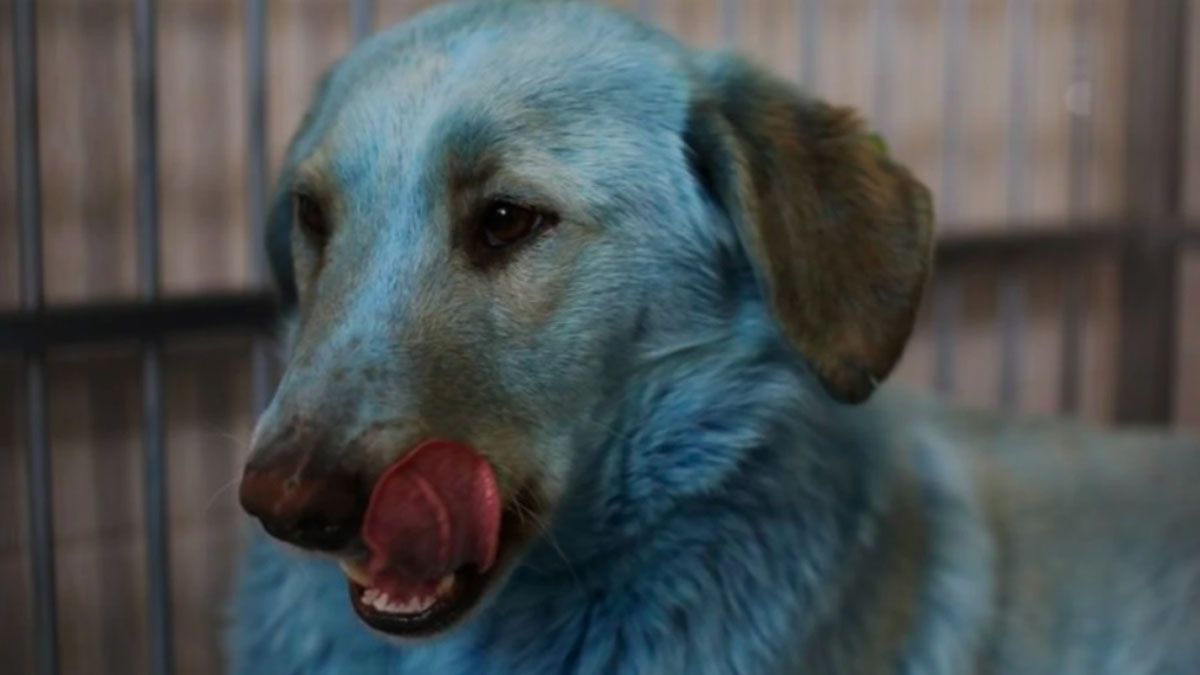 Los perros azules que aparecieron en la ciudad rusa de Nizhny Novgorod.