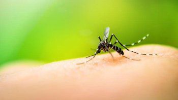 Murió una mujer por dengue y es el segundo caso en lo que va del año en la Argentina