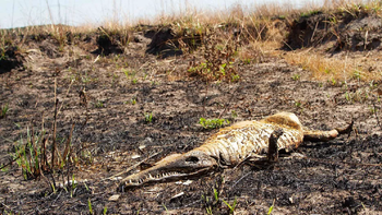 Incendios en Corrientes: desastre ambiental, animales muertos y las advertencias que no se escucharon