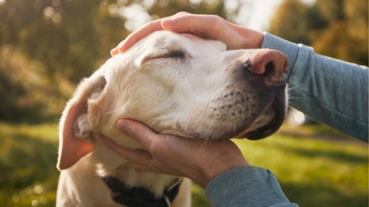 Qué significa que una persona siempre acaricie a los perros ajenos