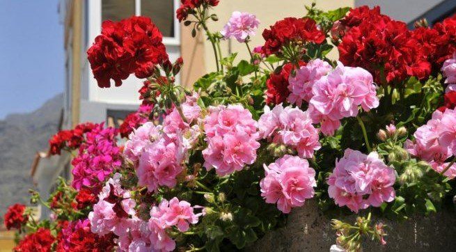 Plantas con flores todo el año