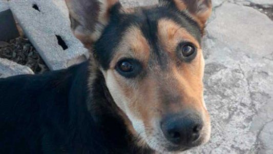 Mató a la perrita de su vecino porque creyó que le había comido el asado: fue embargado e irá a juicio