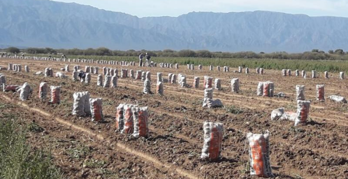 Catamarca: detectan trabajadores informales en campos de olivo y papa
