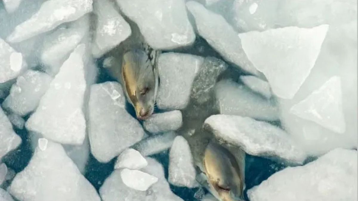 (Foto: Gentileza Wildlife Photographer of the Year) (Foto: Gentileza Wildlife Photographer of the Year)