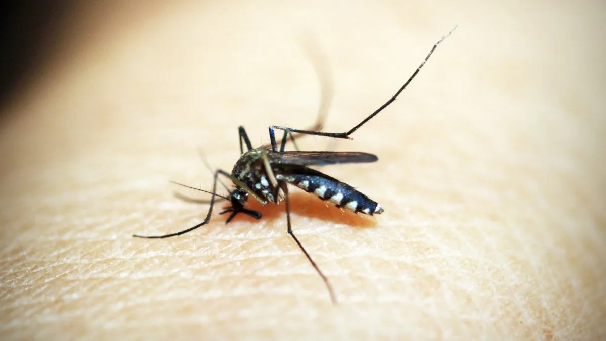 Argentina atraviesa la ola de dengue más letal de su historia (Foto: archivo).