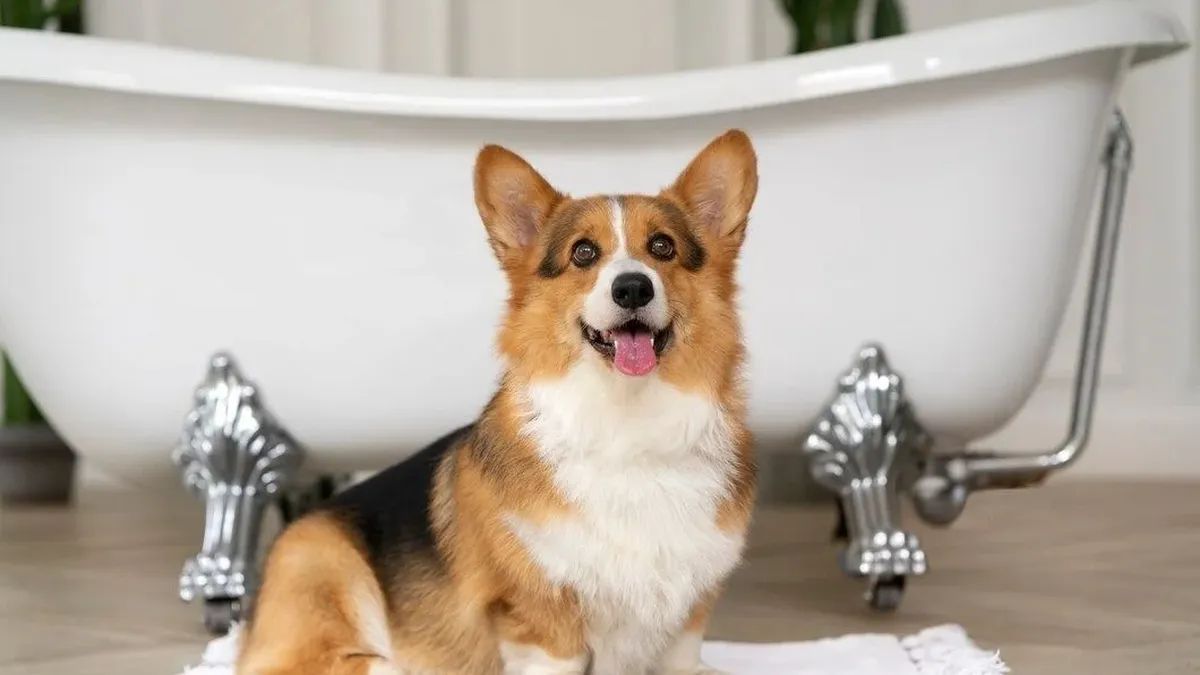 Los motivos por los que tu perro te acompaña al baño.