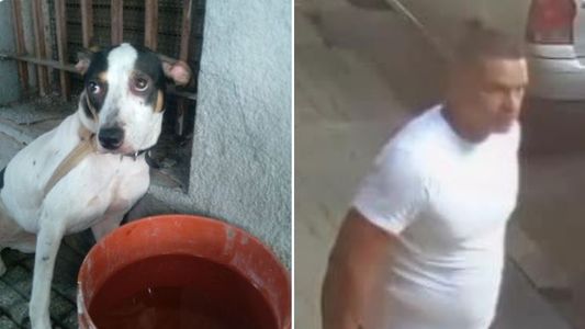 Ató a su perra y la dejó abandonada: buscan al dueño por trato cruel contra un animal