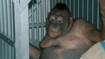Depilada, vestida de mujer y abusada: el rescate de la orangutana que era la estrella de un prostíbulo
