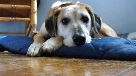 Detuvieron a un hombre por abusar sexualmente de un perro