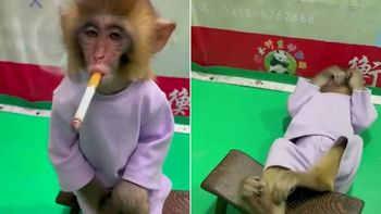 Indignación: apareció un video de un mono fumando y estallaron las críticas