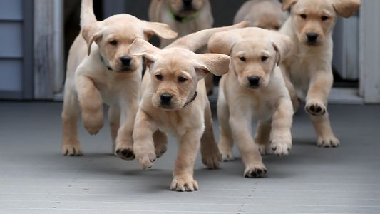 Proponen colocar un microchip en perros y gatos en CABA: ¿de cuánto sería la multa en caso de no cumplir?