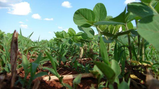 Alivio fiscal: el precio de la soja se disparó tras el informe del USDA