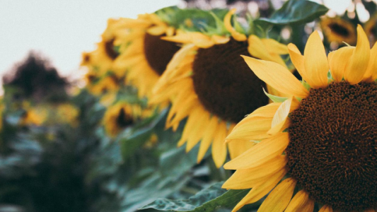 La otra cara de las lluvias: se ralentizó la cosecha del girasol en Santa Fe