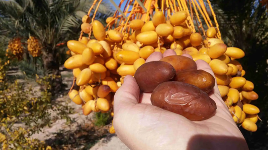 El superalimento que reduce el colesterol, ayuda a adelgazar y mejora la vista