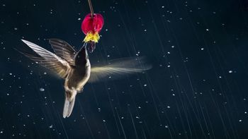 La geniales fotos del Siena International Photo Awards