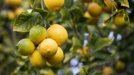 Incertidumbre por los sueldos y cadena de pagos rota, la realidad de las economías regionales