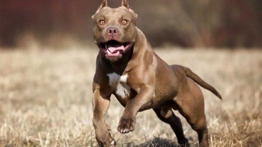 Dos niños fueron atacados por un pitbull en el norte de la ciudad de Santa Fe