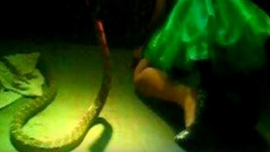 Una estrella pop murió arriba del escenario luego de ser mordida por una serpiente venenosa
