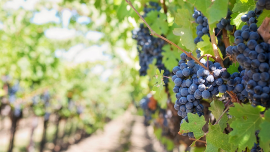 Paradójico: por falta de trabajadores peligran cosechas regionales