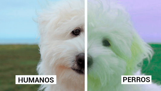 Tomá aliento antes de saber cómo ve el perro a los humanos