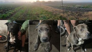El testimonio de los dueños de los perros acusados de matar a un nene de 2 años en La Plata. (Foto: gentileza El Día)
